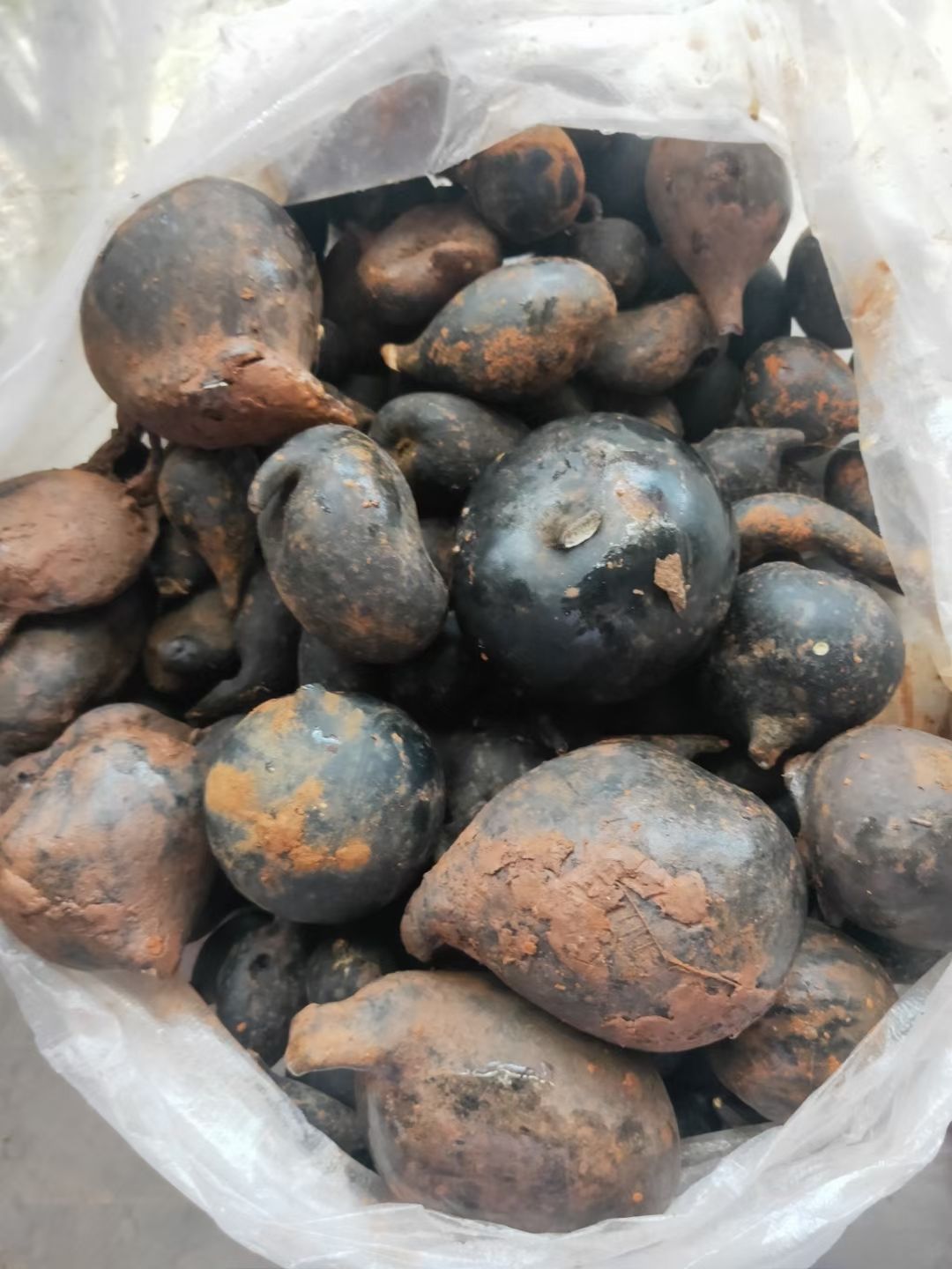 北京同仁堂原料新鲜乌灵参鸡枞胆雷震500克顺丰 官方旗舰新鲜乌灵参