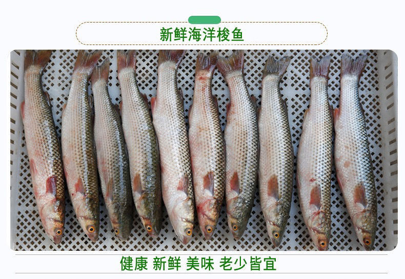 鮮活梭魚紅眼梭子魚新鮮烏鯔魚烏頭海捕海魚水產白眼魚丁鮮切塊規格3