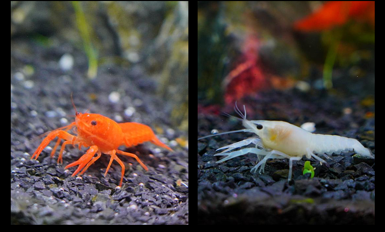 澤馭名寵 水族淡水寵物活體佛藍白橘鰲蝦龍紋人工天空藍魔小龍蝦 紅藍