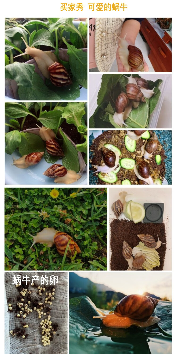 花匠汇 大活体宠物白玉蜗牛套装食用蜗牛观察彩色小蜗牛学生科学实验
