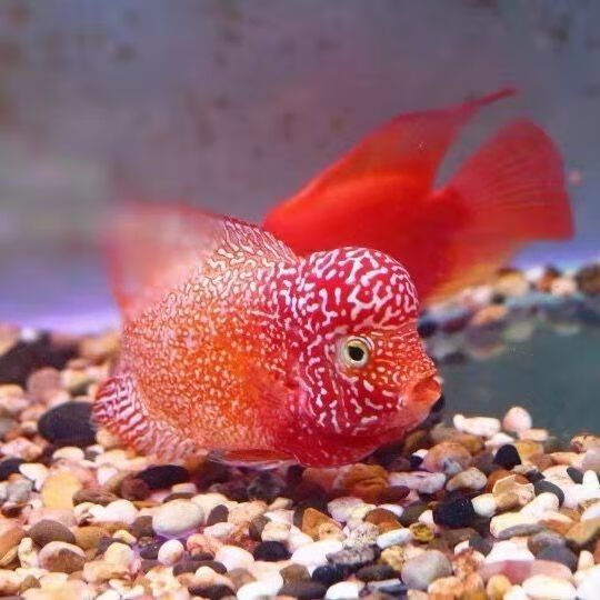 纯种罗汉鱼苗热带观赏鱼长寿鱼鱼好养花纹漂亮爆头率高 麒麟鱼苗 泰