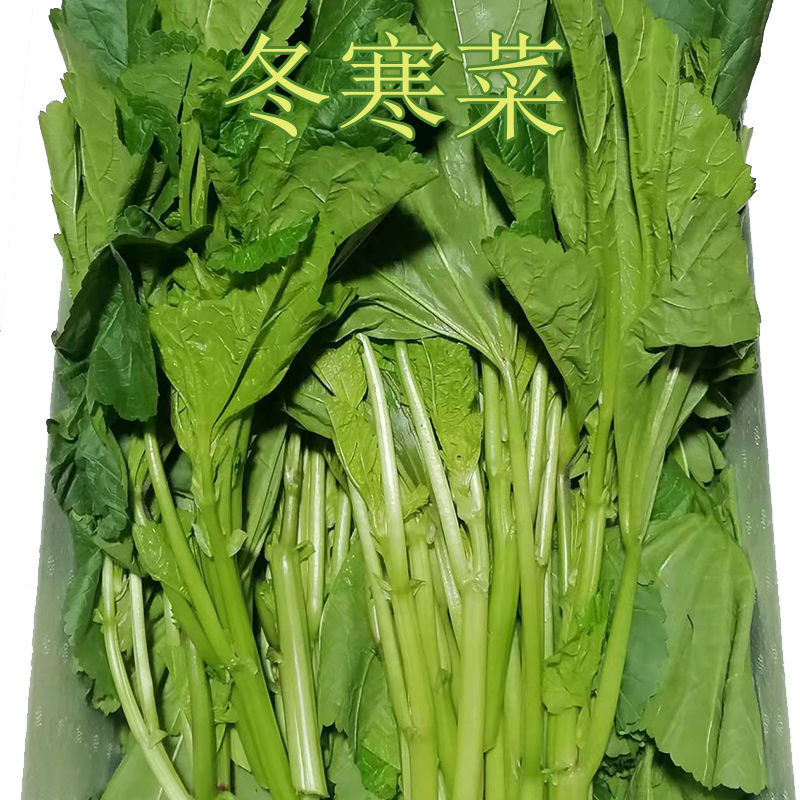 四川冬寒菜冬苋菜新鲜蔬菜马蹄菜冬汉菜现摘现发1234斤泡沫箱冬寒菜1