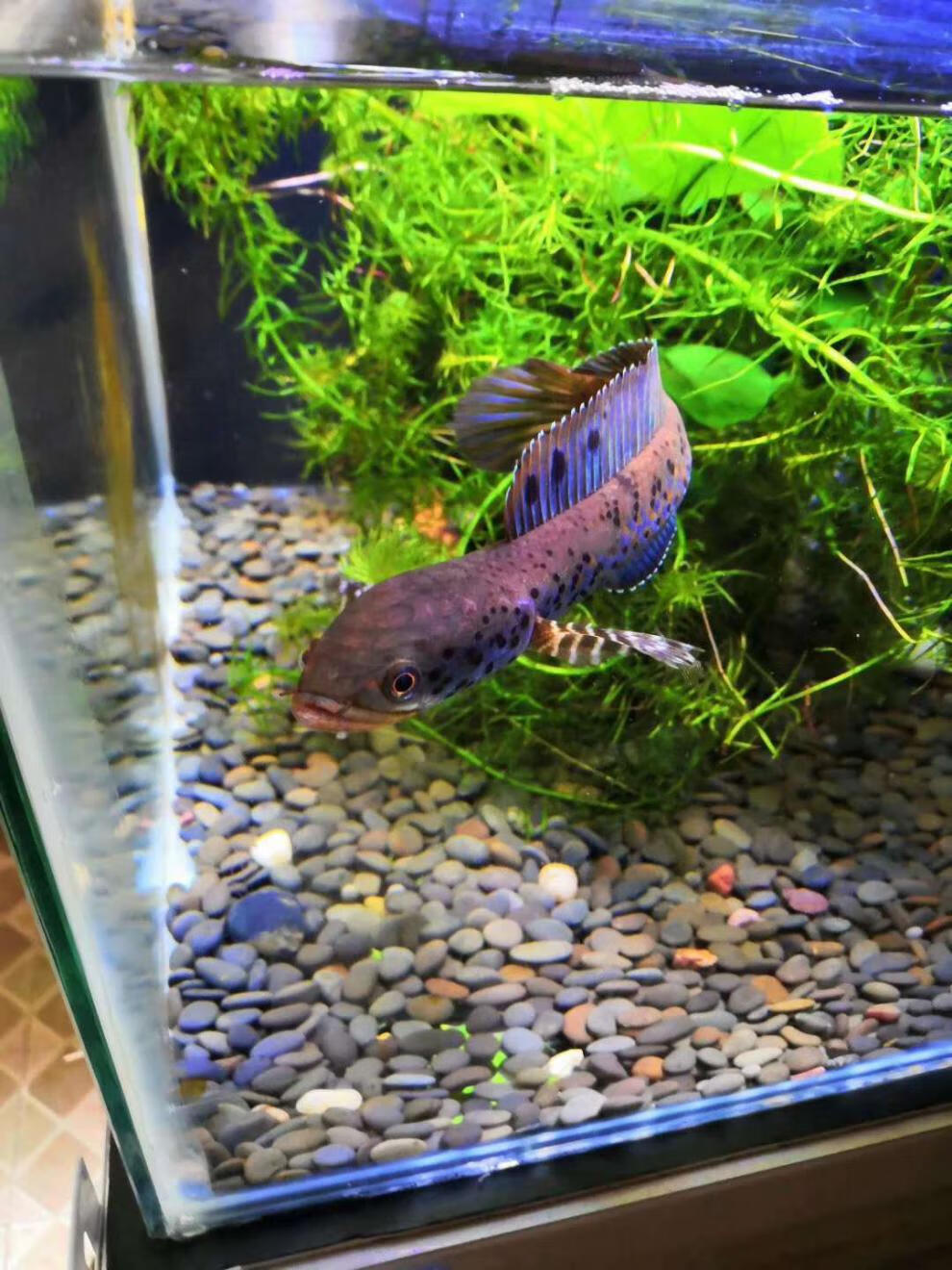 雷龙幻彩蓝宝石雷龙蓝宝石中大型热带鱼稀有鱼雷龙鱼活体oloey 9厘米