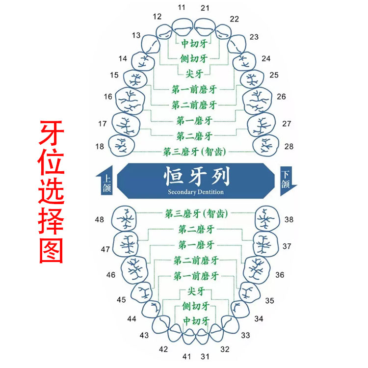 牙齿排列数字图片