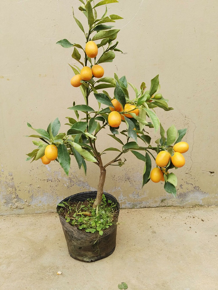 金桔盆栽果树苗带果发货四季食用小金桔子苗脆皮金橘室内地栽 金桔4年