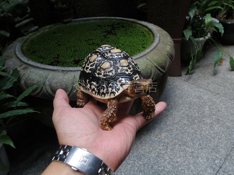 龜模型 真豹紋陸龜模 型動物模型中號 非洲豹紋陸龜模型 樹脂工藝品