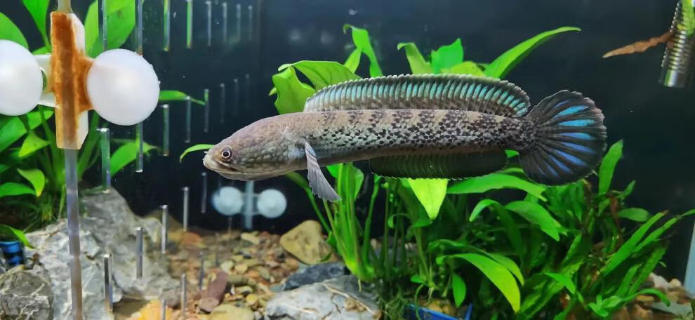 鬼王雷龙鱼苗巴卡二型蓝宝石幻蓝七彩奶茶火背酒红黄