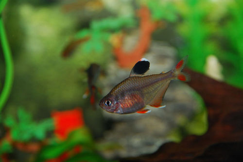 长尾红叉鱼扯旗鱼玫瑰扯旗鱼小型红尾大勾扯旗热带观赏鱼包损 红尾大