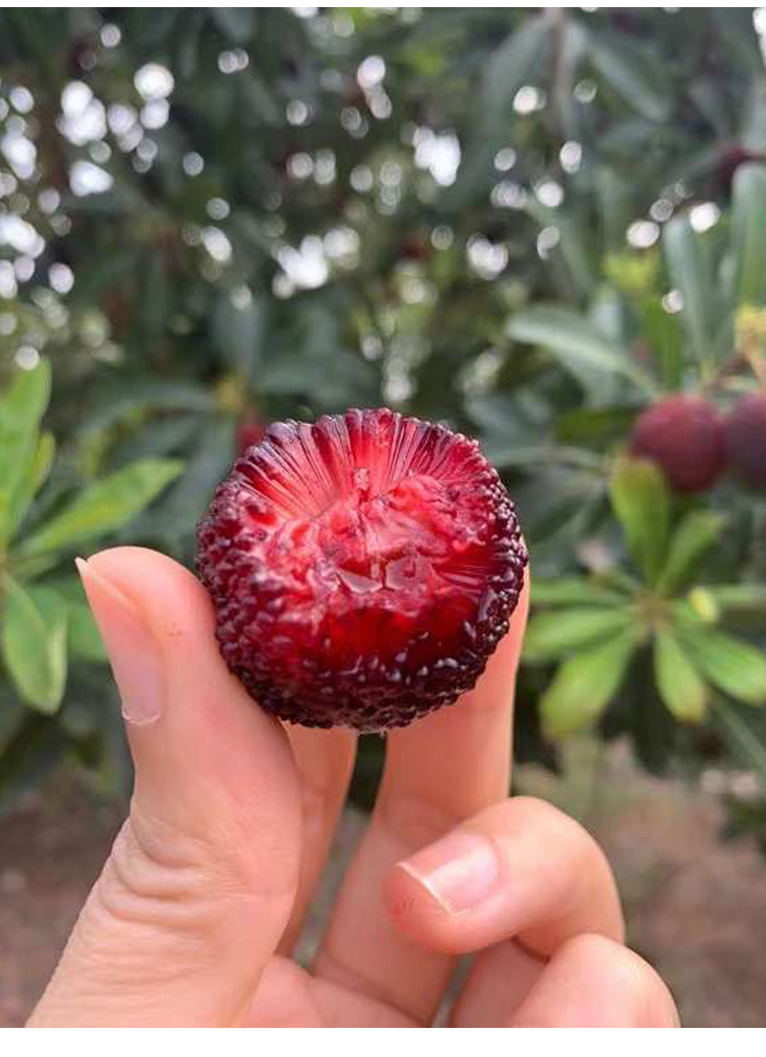 猫村长顺丰空运现摘3斤东·魁杨梅漳州浮宫大果孕妇当季水果香新鲜