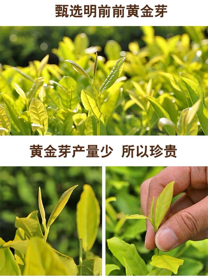 黄金芽2021年新茶叶雨前一级散装125g/250g安吉奶白茶绿茶礼盒 250g