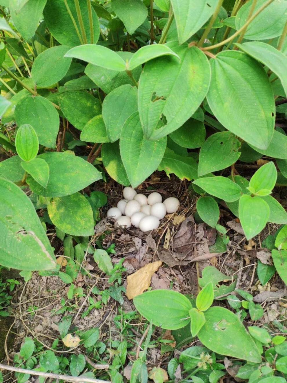 鸡苗海南白耳苗种蛋受精蛋纯种山鸡蛋茶花鸡苗种蛋可孵化鸡蛋15枚