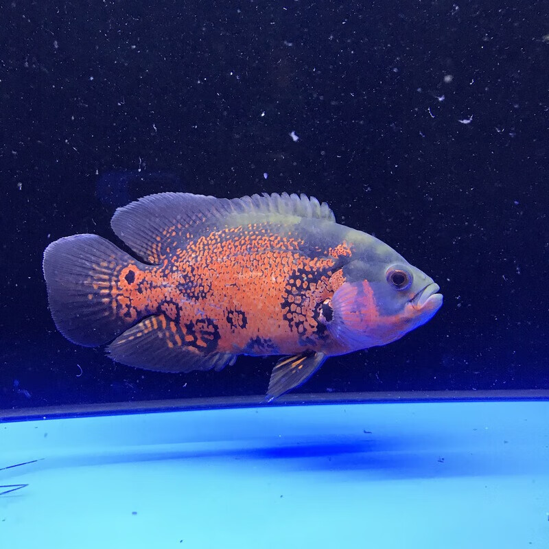 黑地图鱼红地图鱼活体招财鱼风水鱼发财鱼中大型淡水热带鱼观赏鱼