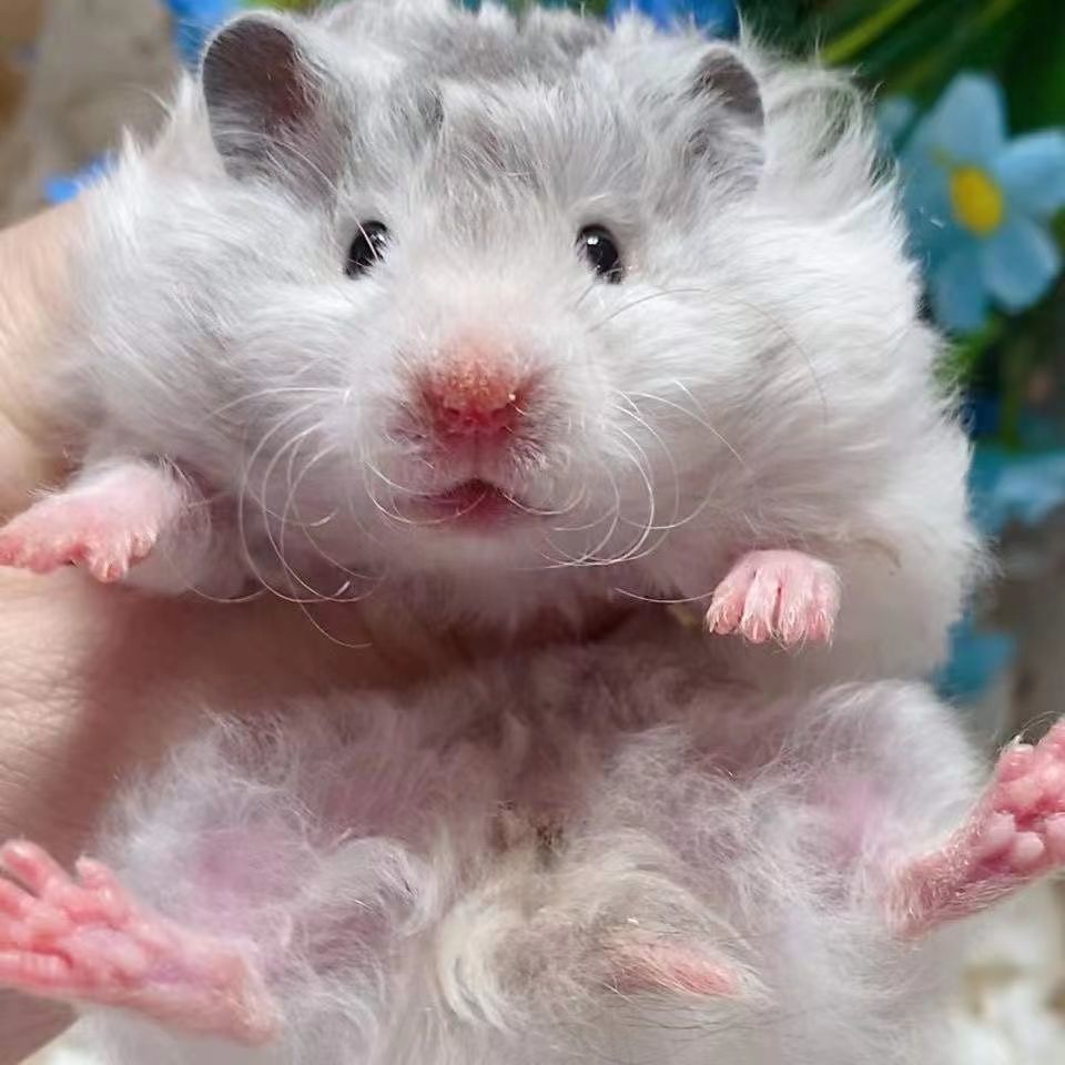 长毛金丝熊家养仓鼠米熊金丝熊米熊纯银包活可上手已打疫苗 绝美长毛