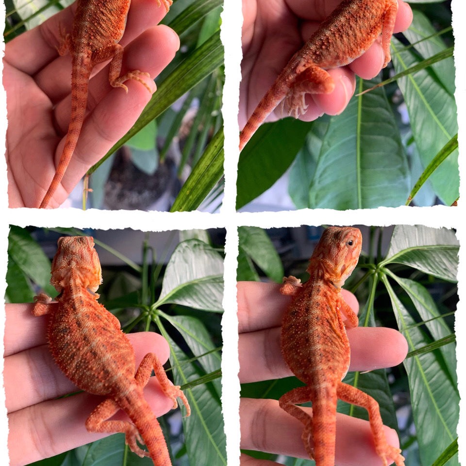 精品鬃狮蜥蜴爬虫幼体活物睫角守宫异宠黄系红系超白zero成体爬宠