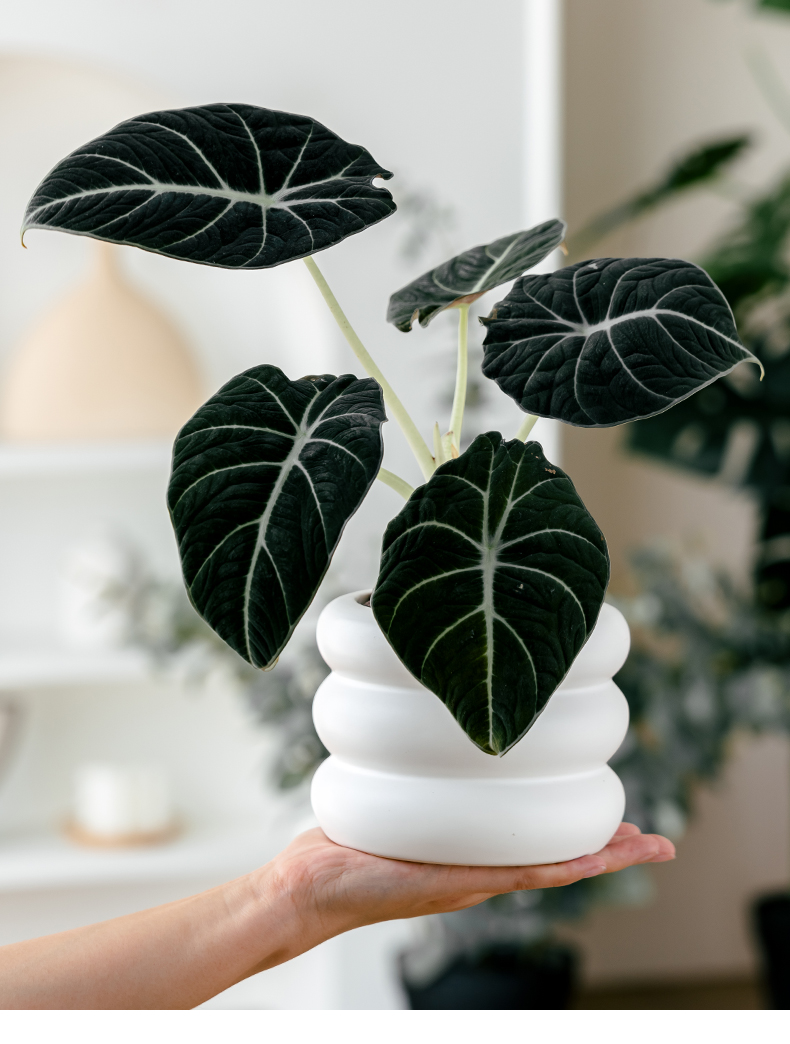 黑天鹅绒海芋盆栽室内客厅热带ins网红绒面观叶植物喜湿好养绿植 黑