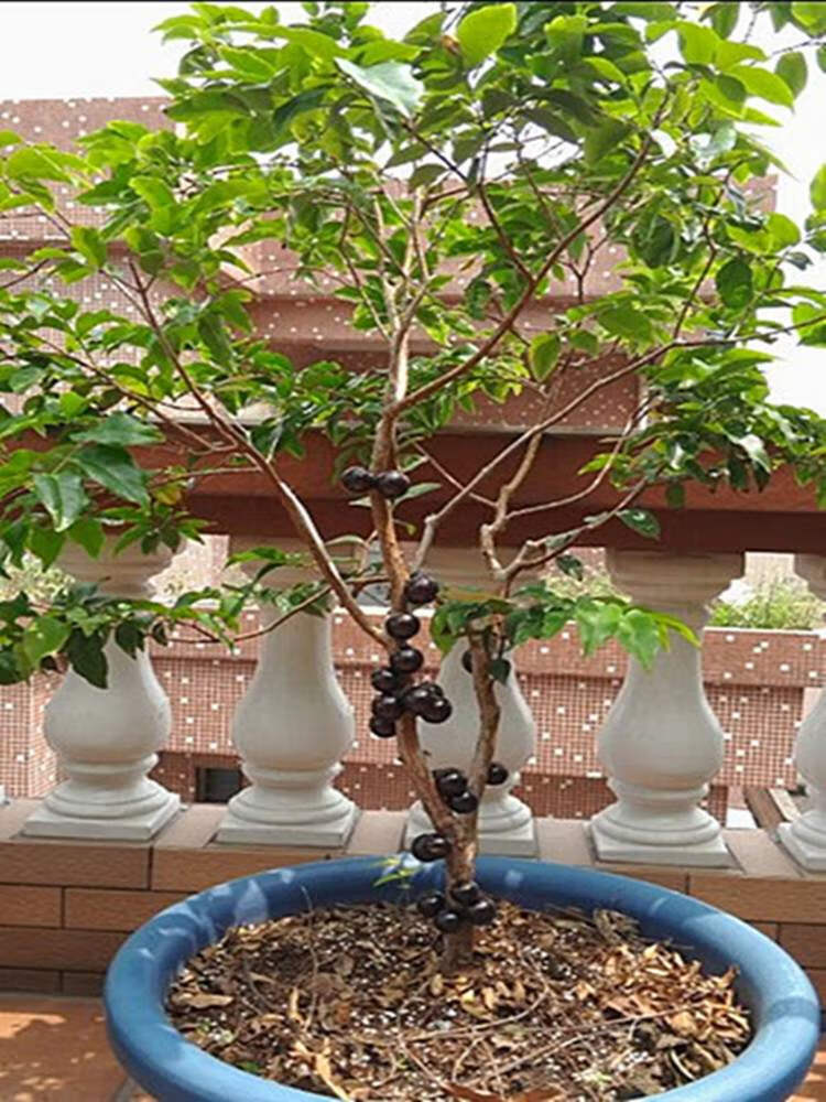 适用空间:街道植物类别:果树是否含花盆:不含盆开花季节:春季结果季节