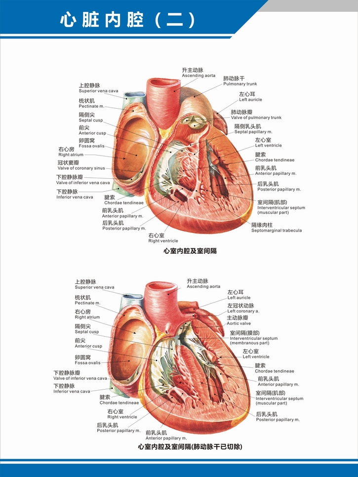 医院科室挂图 心脏解剖图结构图构造图示意图心血管内科中英文医院