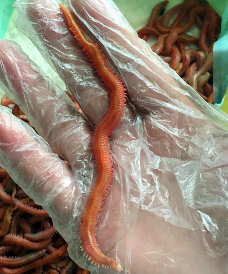 活饵 红沙蚕 海蜈蚣 海蚯蚓 海蚂蝗 红青虫 海钓鱼饵料 鲻鱼养殖 红