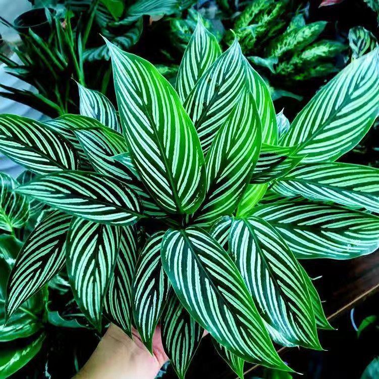 络咚棠轻奢青纹竹芋盆栽室内净化空气花叶观叶植物客厅吸甲醛绿植阴好
