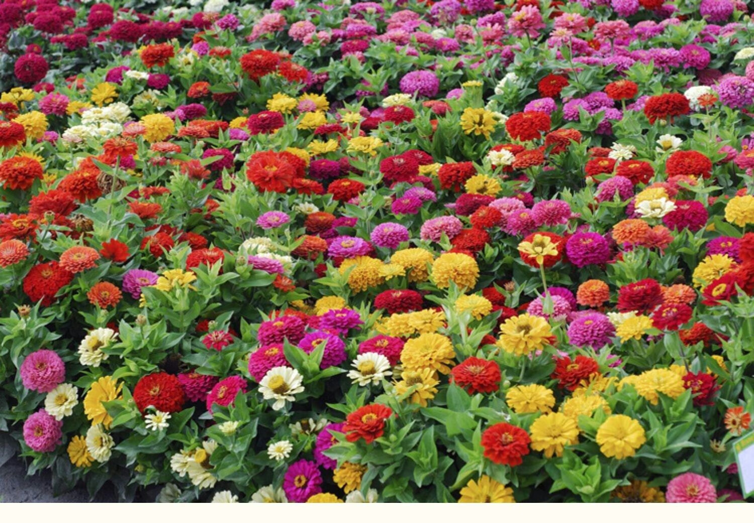 重瓣百日草花种子四季开花易种庭院阳台波斯菊花种籽花卉景观花海