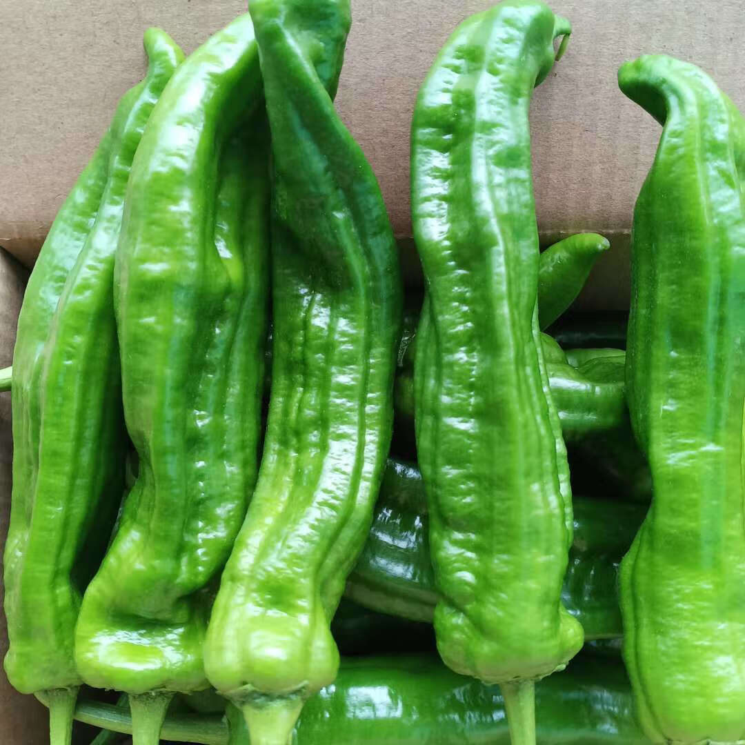 贵妃鲜苏北新鲜青椒 虎皮青椒 薄皮青椒微辣 农家现摘新鲜蔬菜 精选