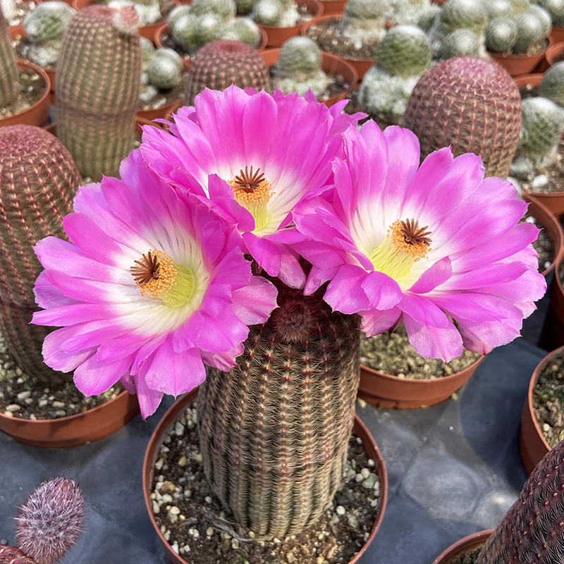 仙人球实生红太阳仙人掌科室内阳台多肉植物绿植盆栽基地发货花卉 三