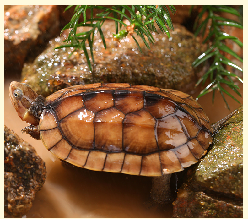 [招镇福寿]南石龟活体纯种南石苗越南石龟苗黄侯龟