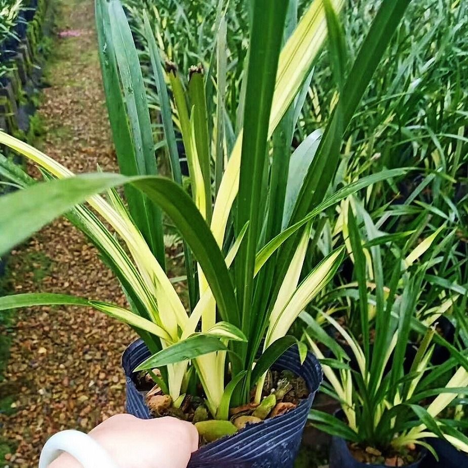 特价兰花苗 浓香型兰花七彩小神童 特价促销 品种保证 盆栽花卉桌面