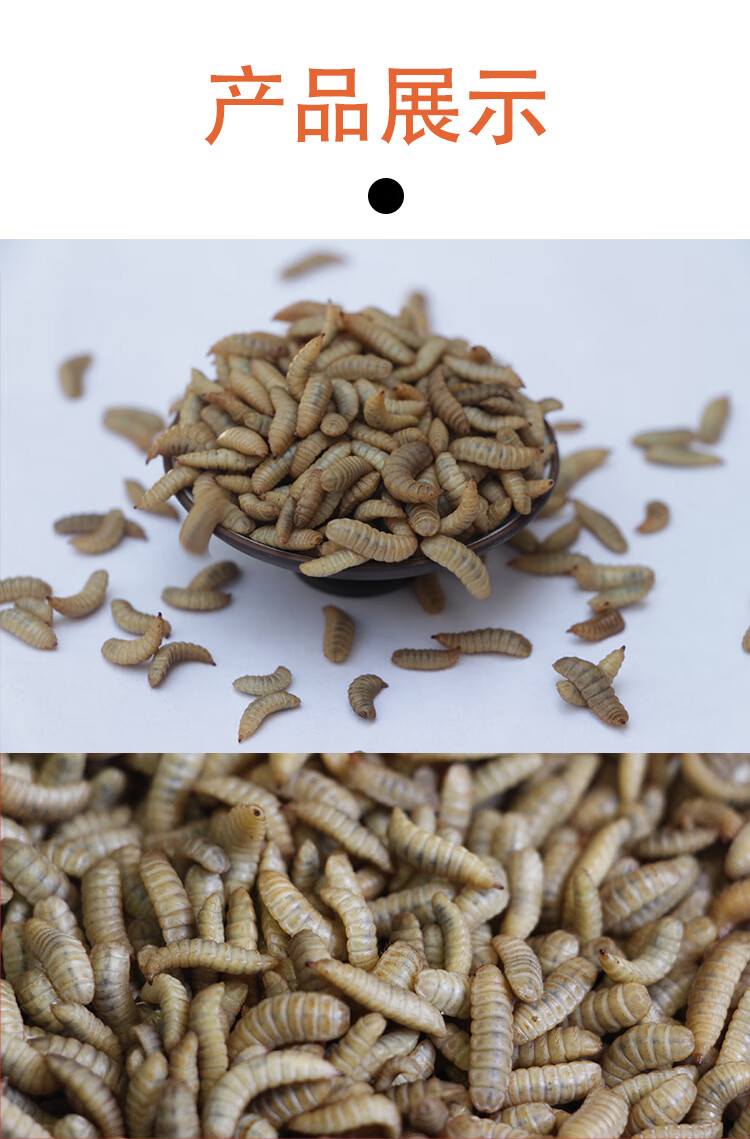 黑水虻活体幼虫鱼饵翘嘴钓鱼用活虫子面包虫活饵料红虫高蛋白饲料