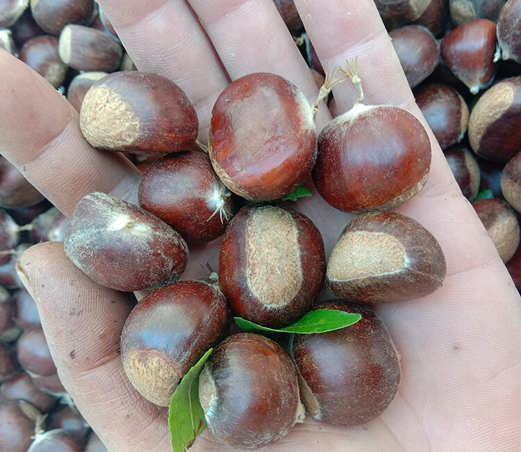 芬岚 顺丰 承德特产新鲜板栗4斤装现摘小毛栗子甜糯生油板栗新货 4斤