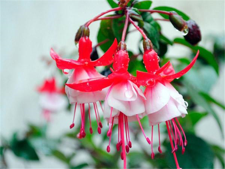 倒挂金钟 灯笼花花种子 吊钟海棠 室内盆栽香草植物四季播种花卉 白心