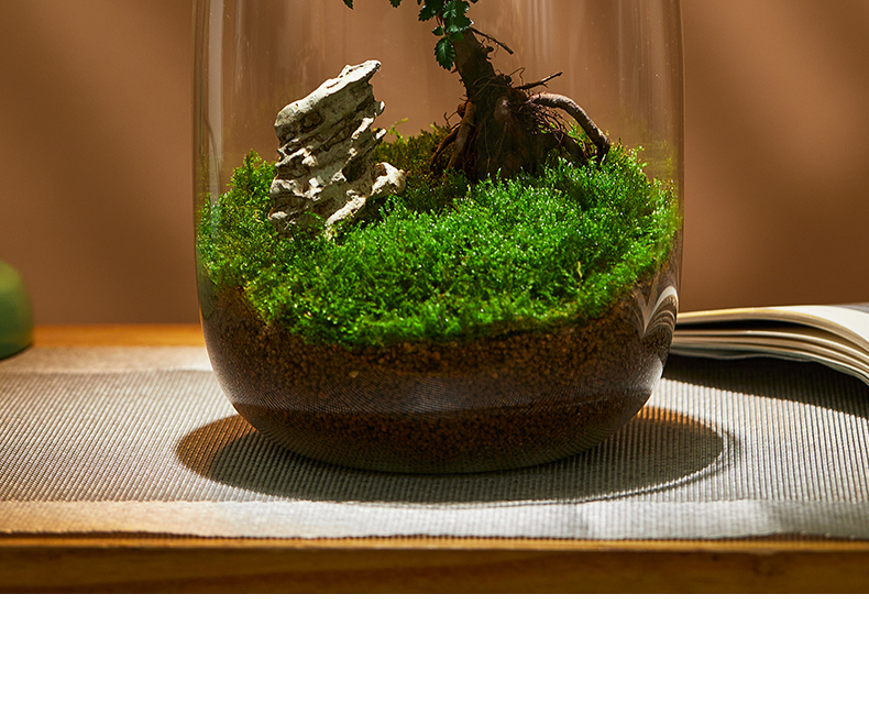 微景观生态瓶生命之树苔藓创意桌面盆栽青苔造景植物办公室内绿植 款