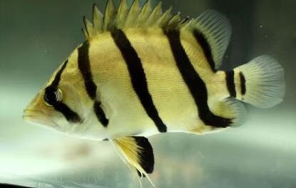 秋颖 泰北虎鱼印尼虎苏门答腊虎三纹虎四纹虎活体虎鱼高身包肚包脖