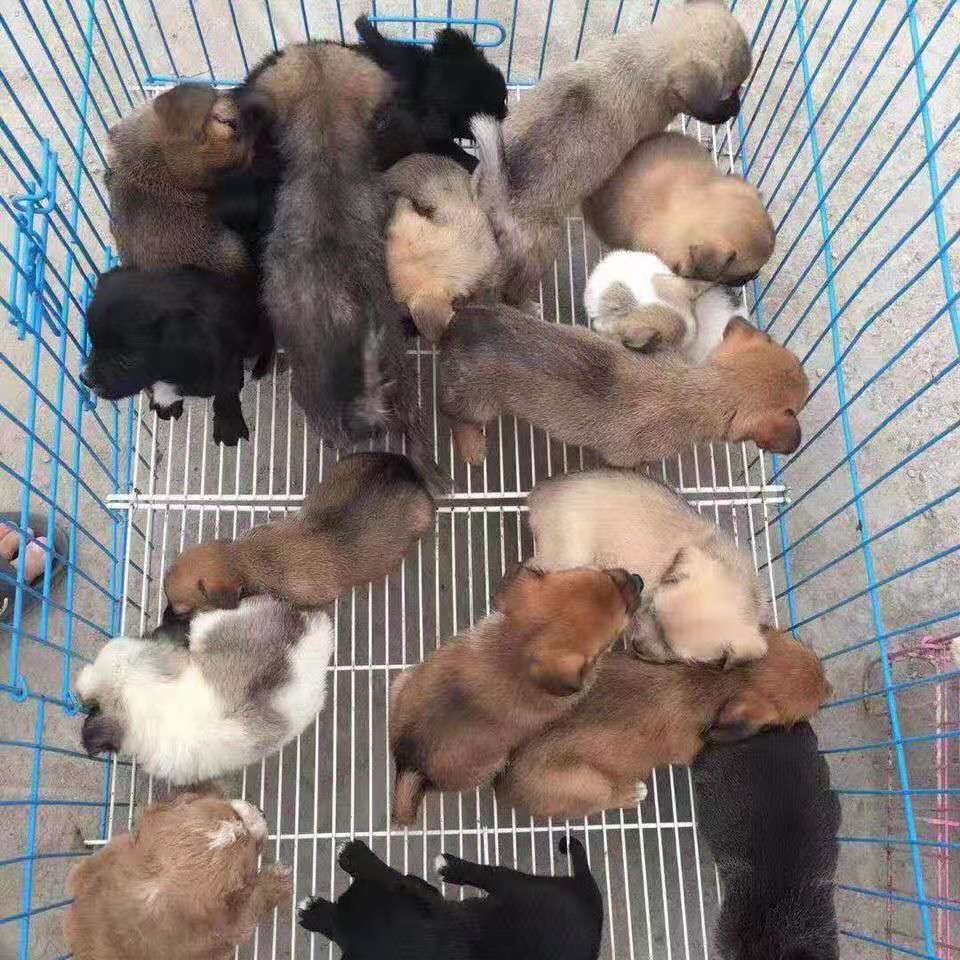 荣郁 土狗活物中华田园犬幼肉狗苗幼崽大型杂交食用巨型活体宠物家养