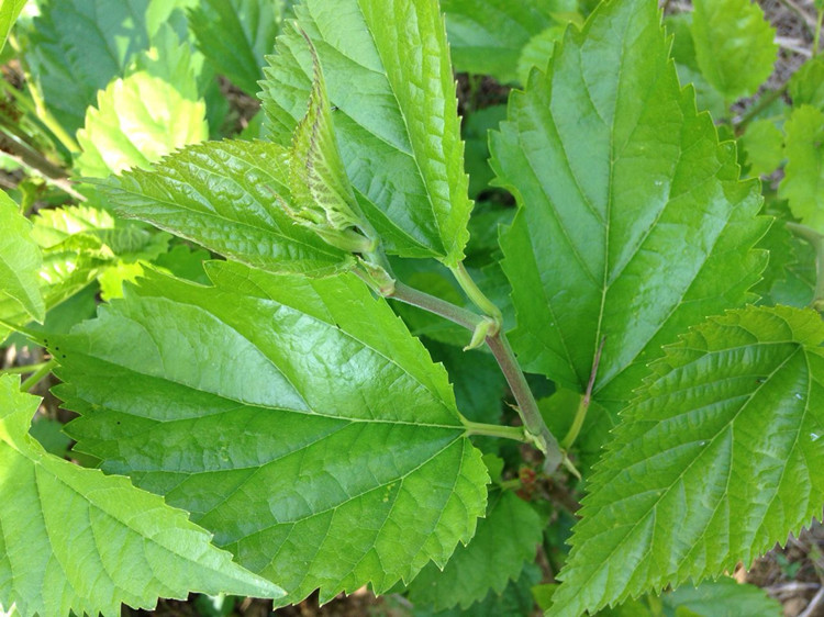 当天发货桑叶新鲜500克桑树嫩叶蚕叶喂蚕宝宝饲料养蚕1斤广东广州深圳