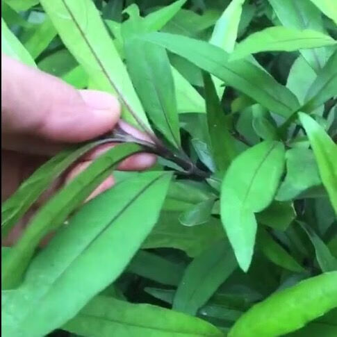 有仁堂 10斤跌打续骨新鲜小驳骨 接骨草 驳骨草 10斤跌打续骨新鲜小驳