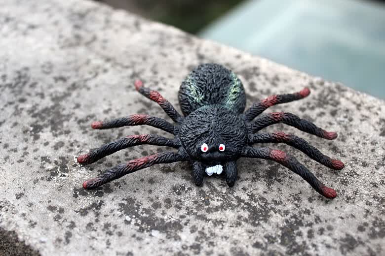 仿真昆虫玩具动物模型大号黑蜘蛛套装儿童认知狼蛛捕鸟蛛漏斗蜘蛛巴西