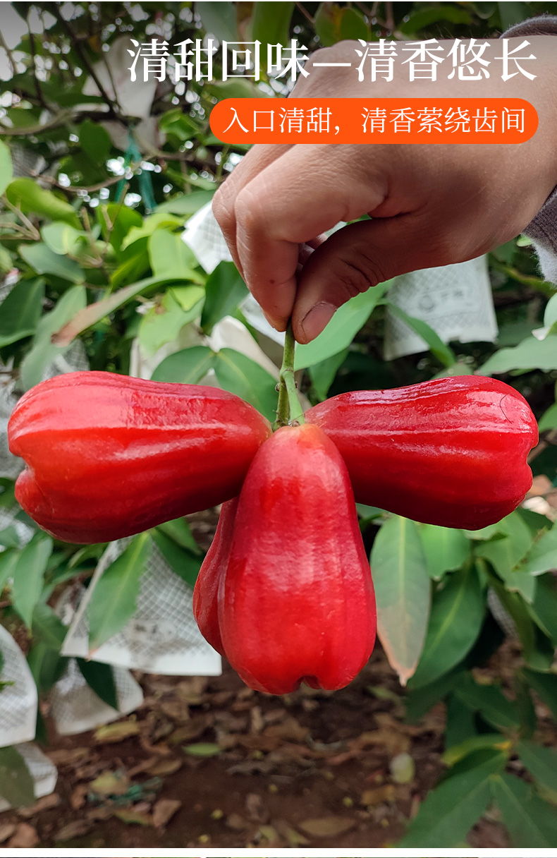 【树上熟大果】5斤海南黑金刚莲雾大果新鲜水果当季树上熟9 5斤【图片