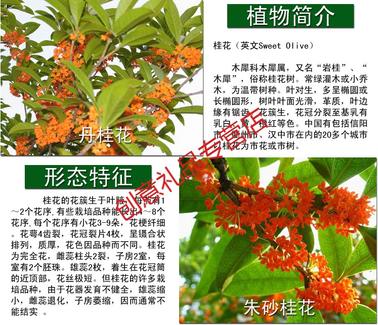 新采桂花籽桂花树种子金桂丹桂沉香桂四季桂花种子桂花种子朱砂桂半斤