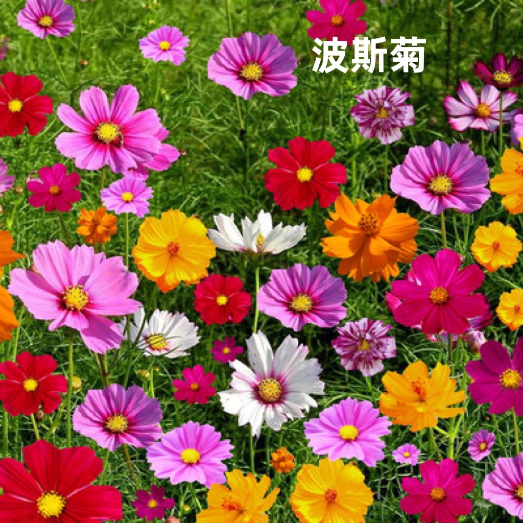 新疆花种子籽野花组合波斯菊百日草春季秋季观花景观花海 百日草500g