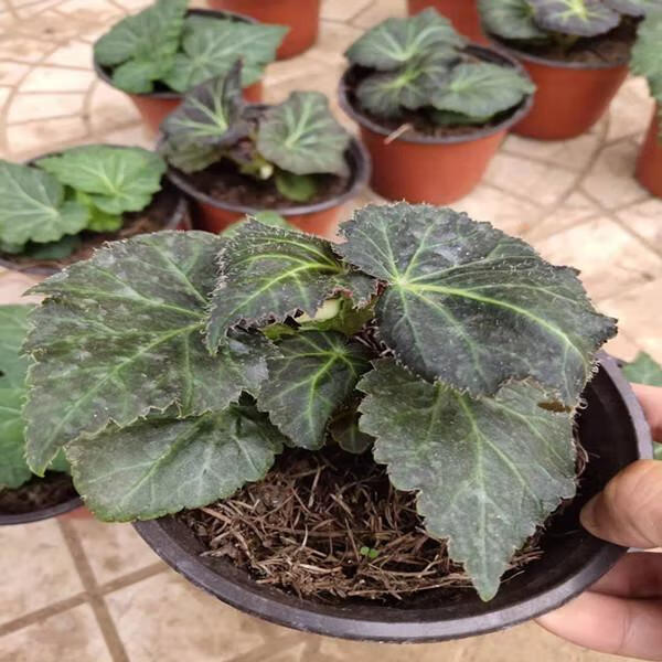 夫妻海棠花大花四季重瓣大花小苗发货盆栽花卉美观球根海棠两盆两色不