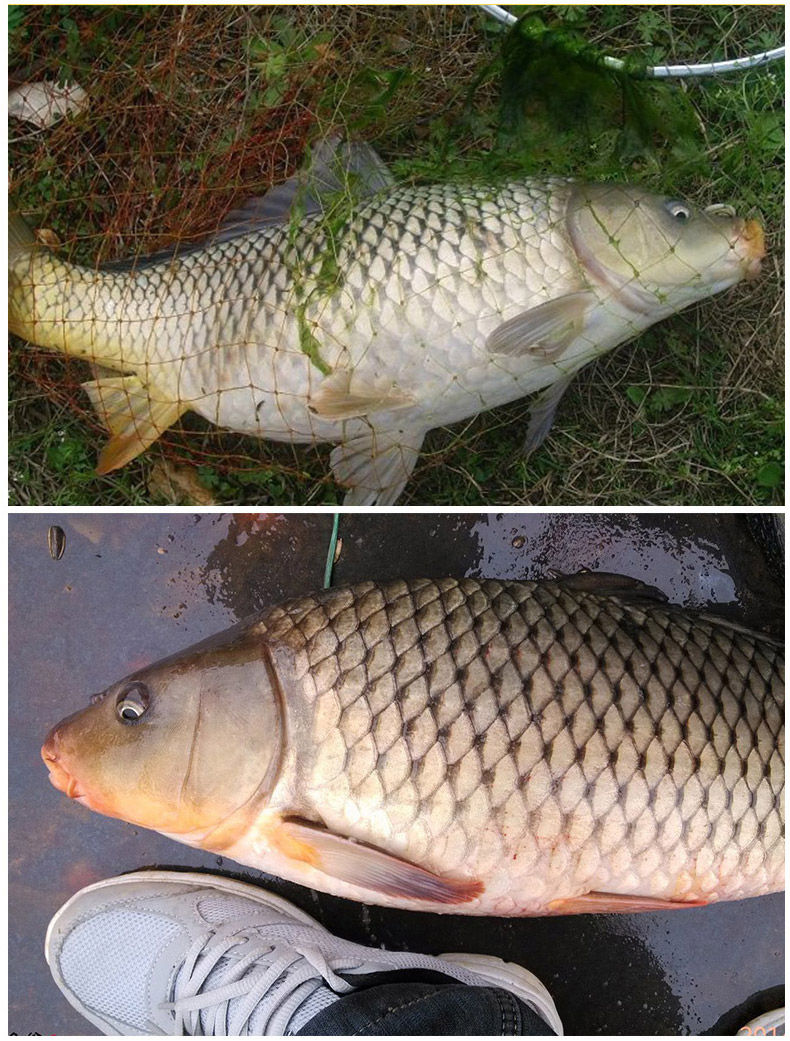 鲤鱼饵钓鱼王鱼饵黄色风爆杀鲤鱼套餐鱼饵散炮鲤超诱疯杀鲤鱼黄色风暴