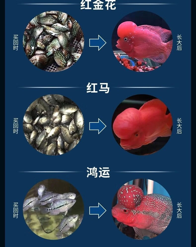 cmcm纯进口罗汉鱼亚成起头爆头鱼苗鸿运火凤马骝泰金罗汉鱼热带火麒麟