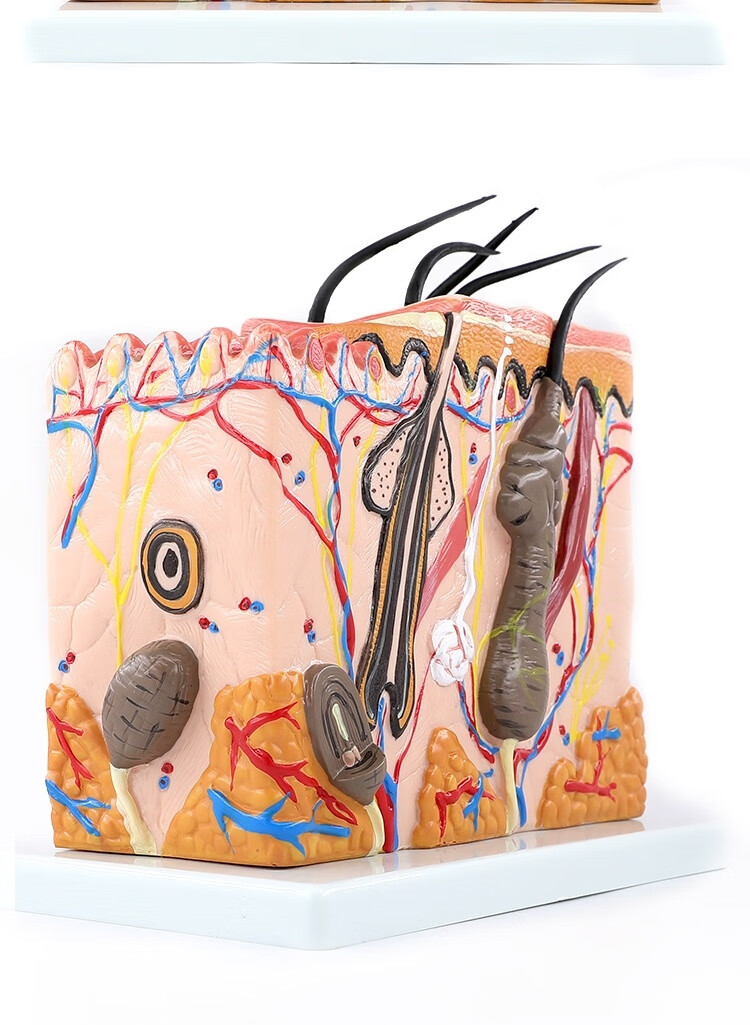 环保结构型式毛囊构造解剖人体皮肤组织结构放大模式模型结构图 70倍