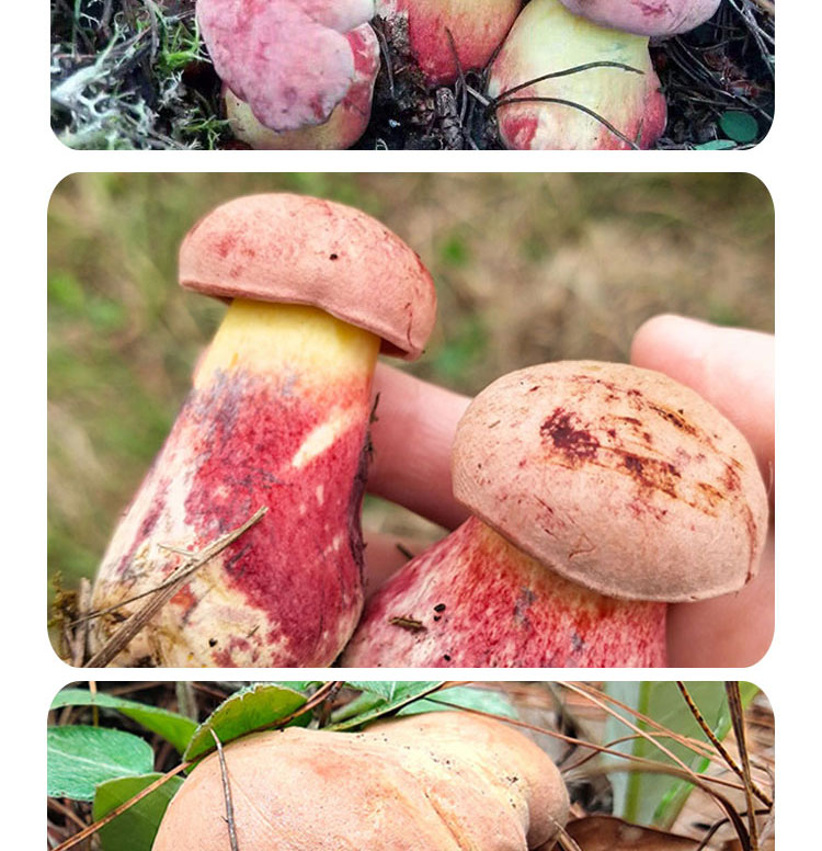 顺丰速运多地隔日达云南特产新鲜食用红葱菌2斤现采新鲜见手青1000g红