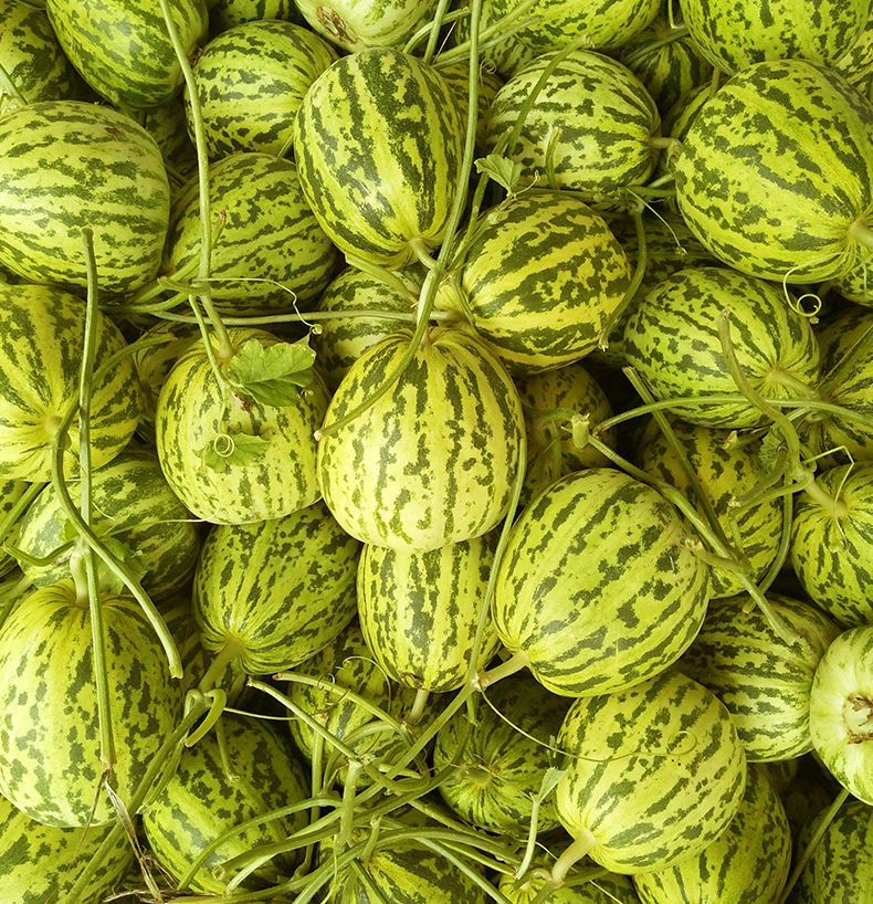 八里香甜瓜 花蕾甜瓜超甜新鲜现摘应季水果整箱甜香 2斤尝鲜装【图片 