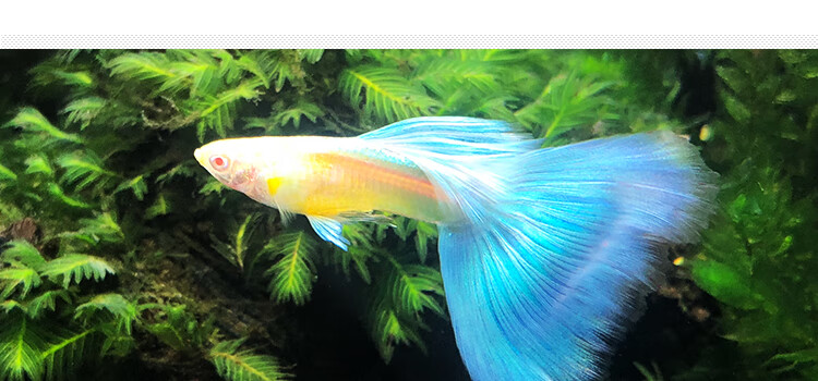 孔雀鱼孔雀鱼活体孔雀鱼活体 公母一对 天空蓝天空鱼 缎带天空蓝(2条