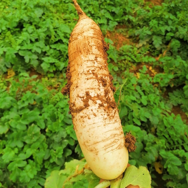 云舵城步南山牧场南山高山萝卜新鲜萝卜 10斤【图片 价格 品牌 报价】