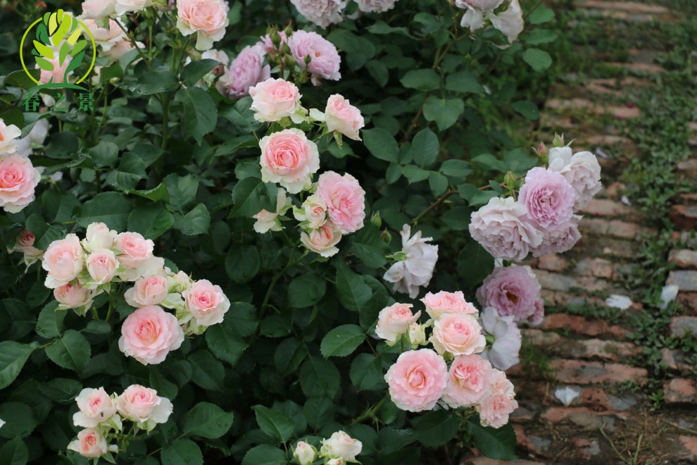 欧月四季长开花藤玫瑰花苗大花浓香爬藤植物绿植盆栽花卉 银粉蔷薇
