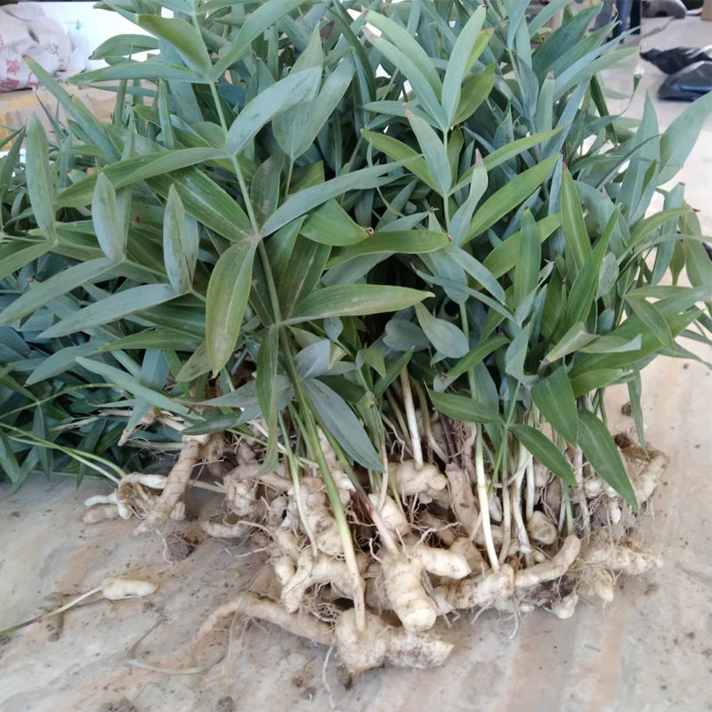 北京同仁堂原料黄精种苗野生鸡头黄精种子黄金苗正宗老虎姜苗子中药材